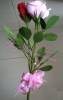 Nhánh hoa hồng lớn (20k/ nhánh 1 bông) - anh 1